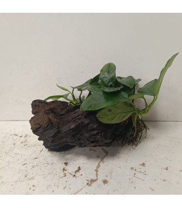 Driftwood con Anubia Nana | Maderas para acuario | Acuario Plantado