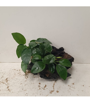 Driftwood con Anubia Nana | Maderas para acuario | Acuario Plantado