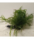 Driftwood con Bolbitis Heudelotti | Maderas para acuario | Acuario Plantado