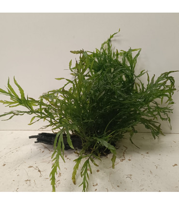 Driftwood con Bolbitis Heudelotti | Maderas para acuario | Acuario Plantado