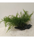 Driftwood con Bolbitis Heudelotti | Maderas para acuario | Acuario Plantado