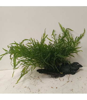 Driftwood con Bolbitis Heudelotti | Maderas para acuario | Acuario Plantado