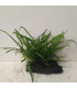 Driftwood con Microsorum Pteropus | Maderas para acuario | Acuario Plantado