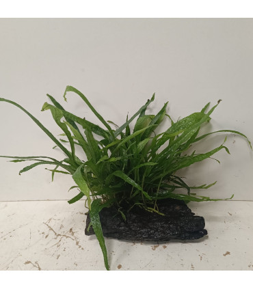 Driftwood con Microsorum Pteropus | Maderas para acuario | Acuario Plantado