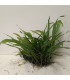 Driftwood con Microsorum Pteropus | Maderas para acuario | Acuario Plantado