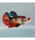 Pez de acuario Betta  Fêmea Koi