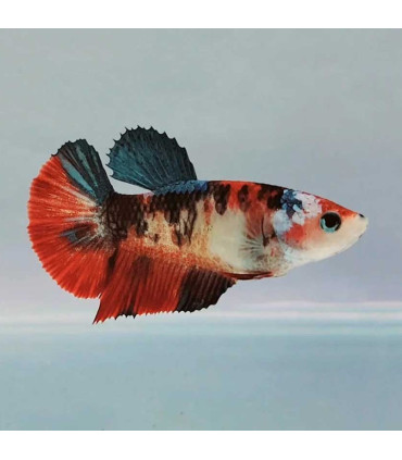 Betta hembra tipo Koi, pez de acuario de agua dulce