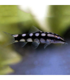 Botía Xadrez Anao | Peixes de aquário | Aquário Plantado