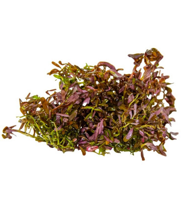 Rotala Blood Red | Plantas de Acuario Tropica | Acuario Plantado