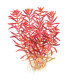 Rotala Blood Red | Plantas de Acuario Tropica | Acuario Plantado