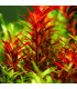 Rotala Blood Red | Plantas de Acuario Tropica | Acuario Plantado