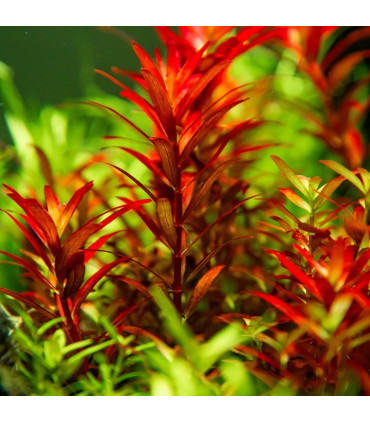 Rotala Blood Red | Plantas de Acuario Tropica | Acuario Plantado