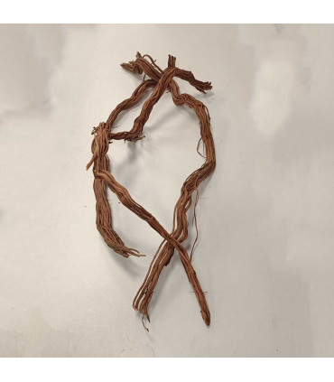 Arbol milenario para acuario | Decoración natural  para acuarios | Acuario Plantado