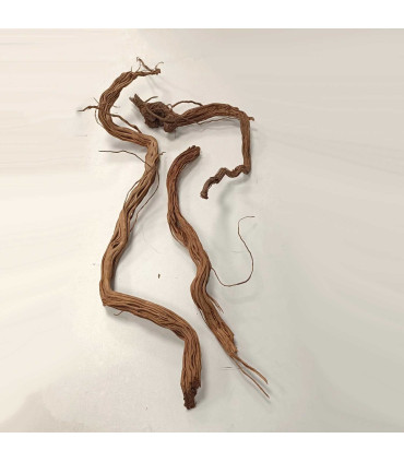 Arbol milenario para acuario | Decoración natural  para acuarios | Acuario Plantado