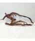 Arbol milenario para acuario | Twisted Root N89 | Acuario Plantado