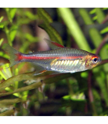 Tetra luminoso | Peixes de aquário | Aquário Plantado