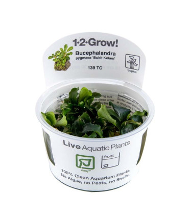 Bucephalandra Pygmaea Bukit Kelam'| Plantas de Acuario Tropica | Acuario Plantado