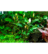 Bucephalandra Pygmaea Bukit Kelam'| Plantas de Acuario Tropica | Acuario Plantado