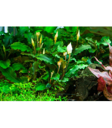 Bucephalandra Pygmaea Bukit Kelam'| Plantas de Acuario Tropica | Acuario Plantado