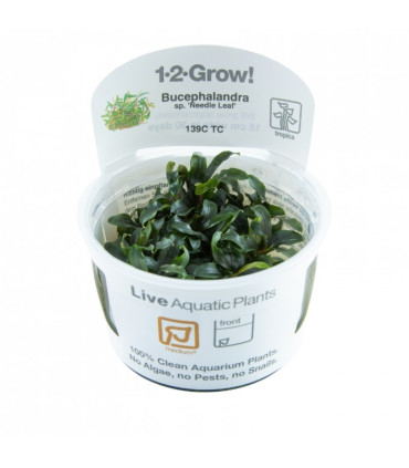 Bucephalandra Needle Leaf || Plantas de Acuario Tropica | Acuario Plantado