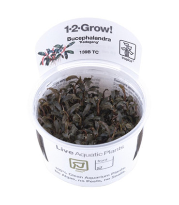 Bucephalandra Kedagang || Plantas de Acuario Tropica | Acuario Plantado