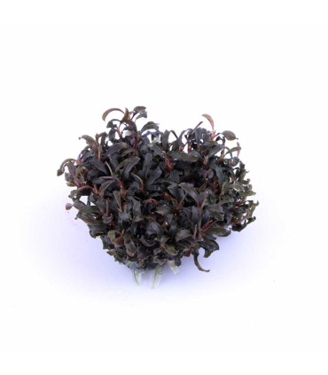 Bucephalandra Kedagang || Plantas de Acuario Tropica | Acuario Plantado