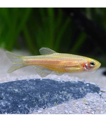 Danio cebrita gold| Comprar Cebrita gold| Acuario Plantado