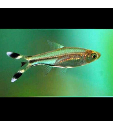 Pez de acuario Rasbora Trilineata