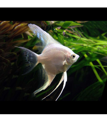 Subida Platina | Escalares de aquário | Aquário Plantado