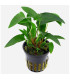 Anubia Gracilis | Plantas de acuario| Acuario Plantado