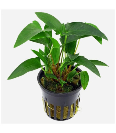 Anubia Gracilis | Plantas de acuario| Acuario Plantado