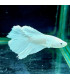 Pez de acuario Betta Halfmoon selecto Thai 192