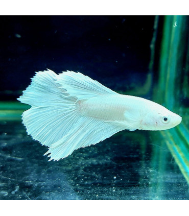Betta selecto N192 | Pez betta especial | Acuario Plantado