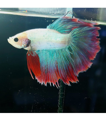 Betta selecione N193 | Peixe betta especial | Aquário Plantado