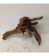 Driftwood para aquário 422 | Madeiras para aquário | Acuario Plantado