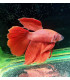 Betta selecto N194 | Pez betta especial | Acuario Plantado