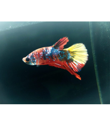 Betta selecto N195 | Pez betta especial | Acuario Plantado