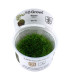 Riccia Fluitans | Plantas de Acuario Tropica | Acuario Plantado
