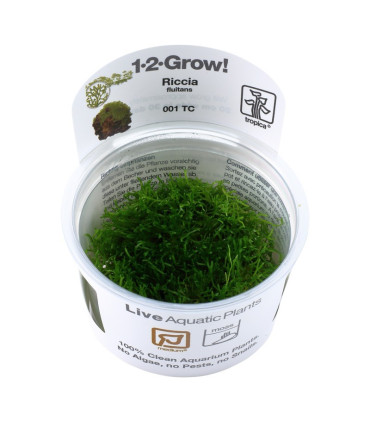 Riccia Fluitans | Plantas de Acuario Tropica | Acuario Plantado