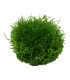 Riccia Fluitans | Plantas de Acuario Tropica | Acuario Plantado