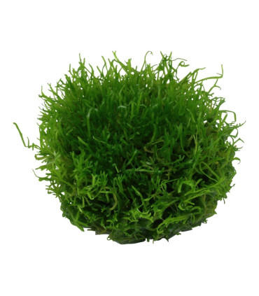 Riccia Fluitans | Plantas de Acuario Tropica | Acuario Plantado