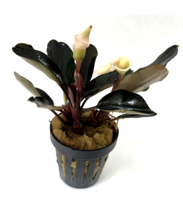 Plantas de acuario | Bucephalandra Gaia Super Red