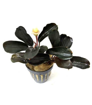 Plantas de acuario | Bucephalandra Gaia Super Red