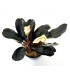 Plantas de acuario | Bucephalandra Gaia Super Red