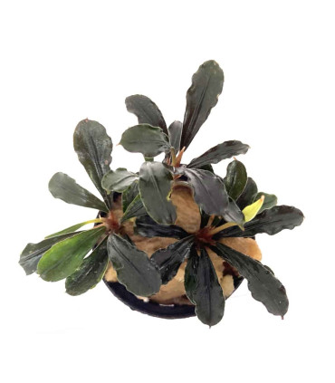 Plantas de acuario | Bucephalandra Brownie Metallica
