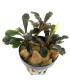 Plantas de acuario | Bucephalandra Brownie Metallica