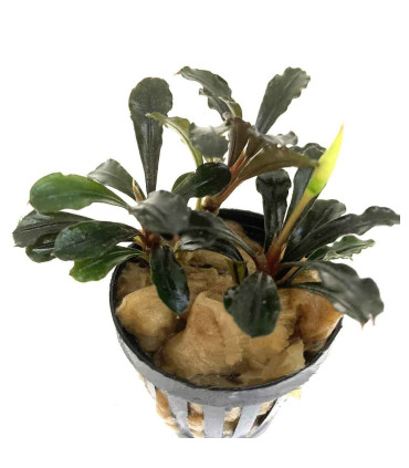 Plantas de acuario | Bucephalandra Brownie Metallica