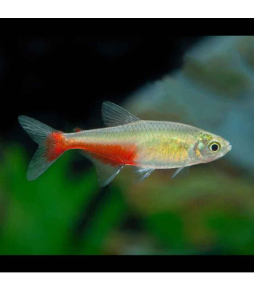 Tetra flamengo | Peixes de aquário | Aquário Plantado