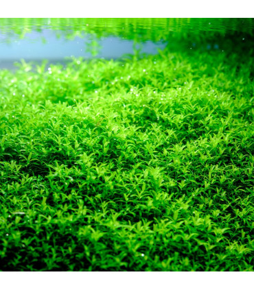 Twinstar RGB IV 1200SA | Pantalla led plantas acuario | Acuario Plantado