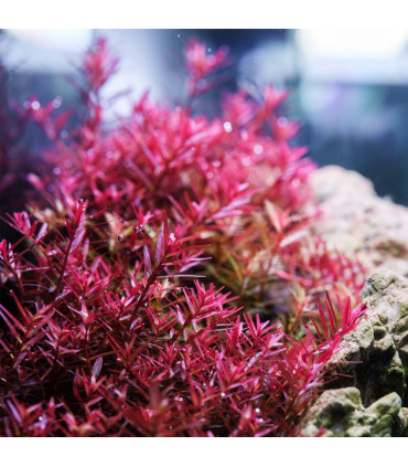 Twinstar RGB IV 1200SA | Pantalla led plantas acuario | Acuario Plantado